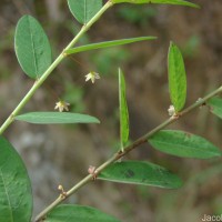 Phyllanthus gardnerianus (Wight) Baill.